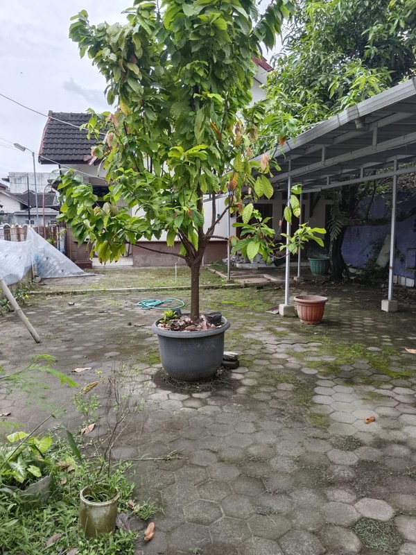 Disewakan Rumah Tinggal dalam Perumahan Lokasi Tlogoadi Mlati Sleman 