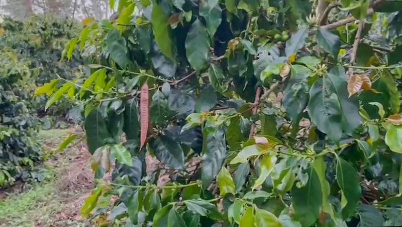 Kebun di Lintong Nihuta Sumatera dekat Dolok Sanggul Paranginan