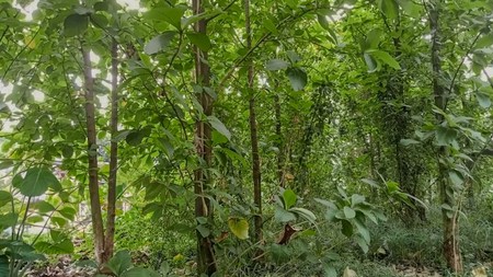 Tanah di Nanggewer Cibinong akses ke Mayor Oking Sentulcity Bogor