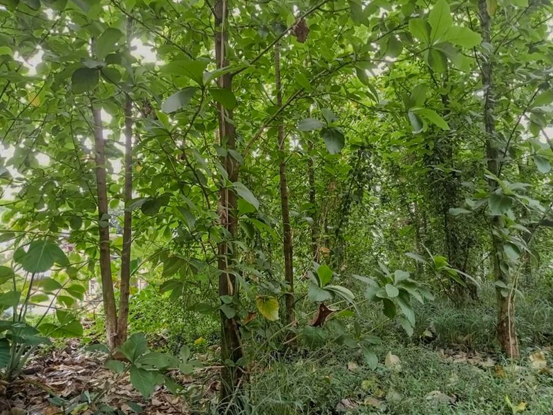 Tanah di Nanggewer Cibinong 