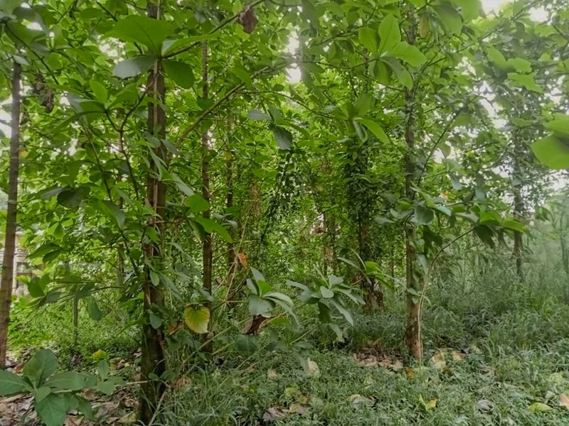 Tanah di Nanggewer Cibinong 