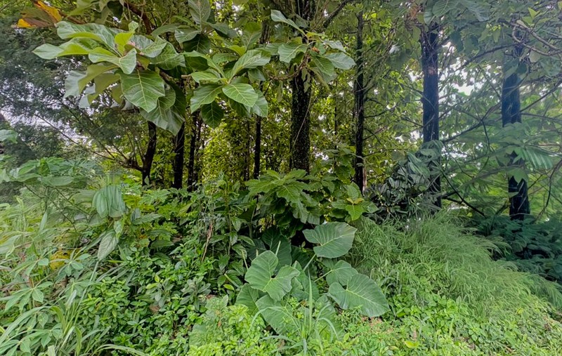 Tanah di Nanggewer Cibinong 