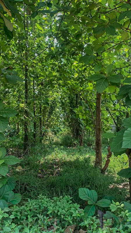 Tanah di Nanggewer Cibinong 