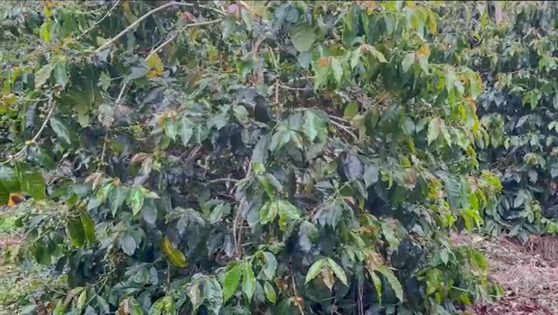 Kebun di Lintong Nihuta Sumatera 