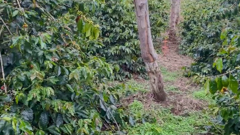 Kebun di Lintong Nihuta Sumatera 