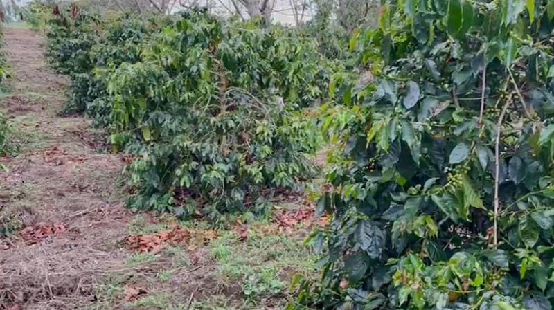 Kebun di Lintong Nihuta Sumatera 