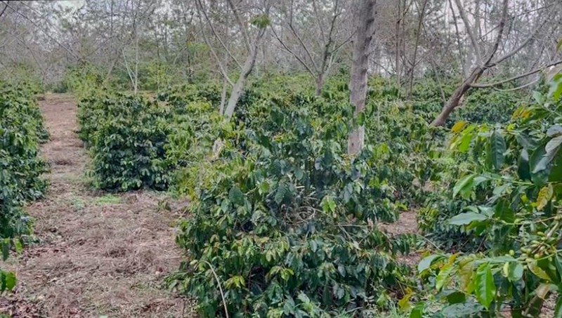 Kebun di Lintong Nihuta Sumatera 