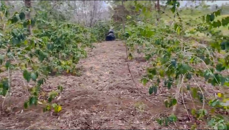 Kebun di Lintong Nihuta Sumatera 