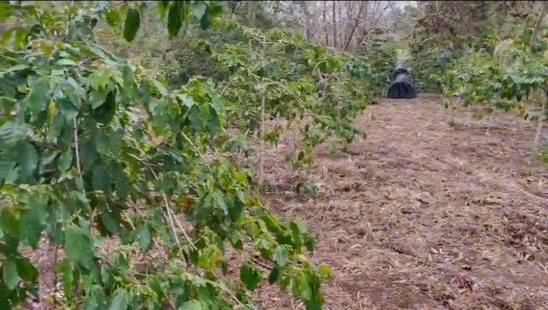 Kebun di Lintong Nihuta Sumatera 