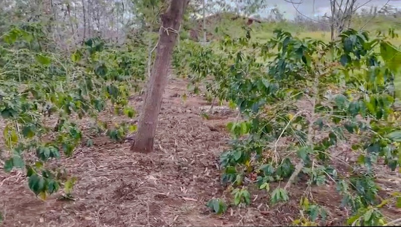 Kebun di Lintong Nihuta Sumatera dekat Dolok Sanggul Paranginan