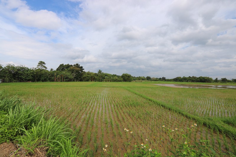 Tanah di Badak Anom, Sindang Jaya, akses ke Suvarna Sutera Cikupa