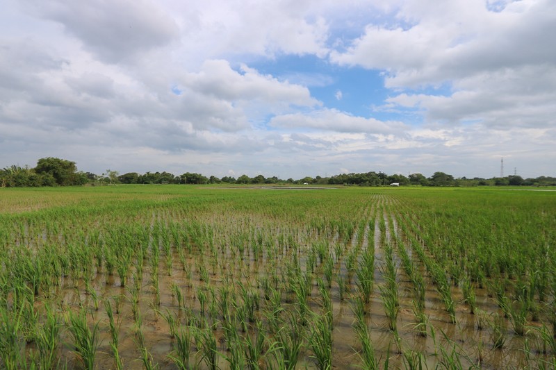 Tanah di Badak Anom, Sindang Jaya, akses ke Suvarna Sutera Cikupa