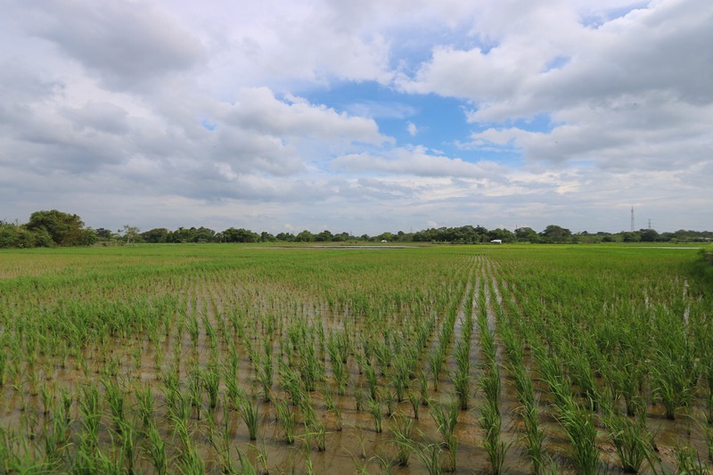 Tanah di Badak Anom, Sindang Jaya, akses ke Suvarna Sutera Cikupa