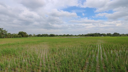 Tanah di Badak Anom, Sindang Jaya, akses ke Suvarna Sutera Cikupa