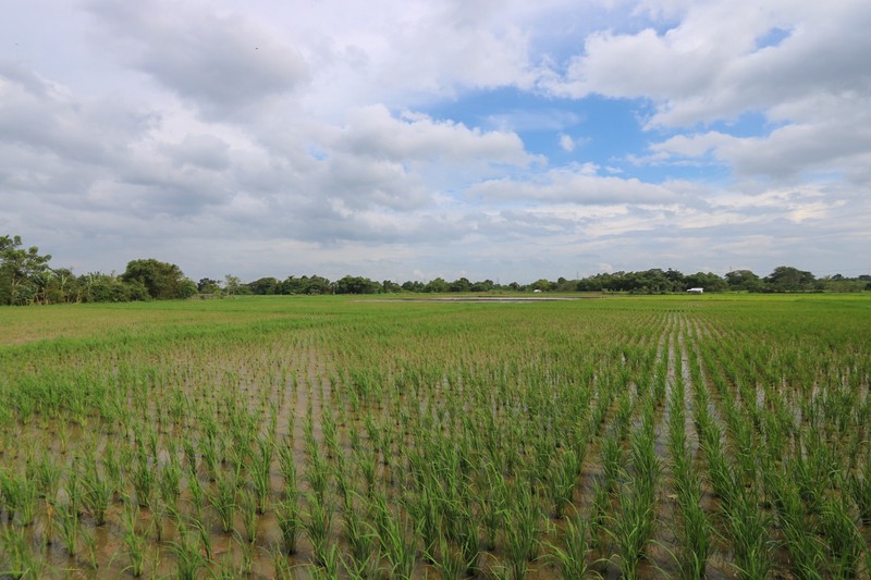 Tanah di Badak Anom, Sindang Jaya, akses ke Suvarna Sutera Cikupa