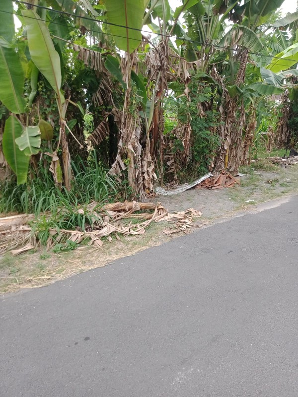  Dijual Tanah Strategis 1.537 Meter Persegi di Wirokerten Banguntapan Sangat Cocok untuk Perumahan