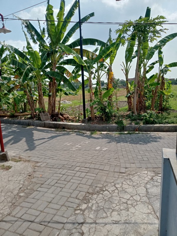  Dijual Tanah Strategis 1.537 Meter Persegi di Wirokerten Banguntapan Sangat Cocok untuk Perumahan