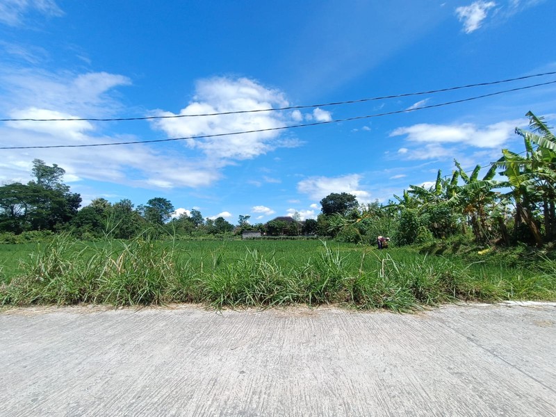 Tanah Sawah Strategis di Kebondalem Prambanan Potensi Agribisnis & Investasi Masa Depan di Madurejo, Prambanan, Sleman
