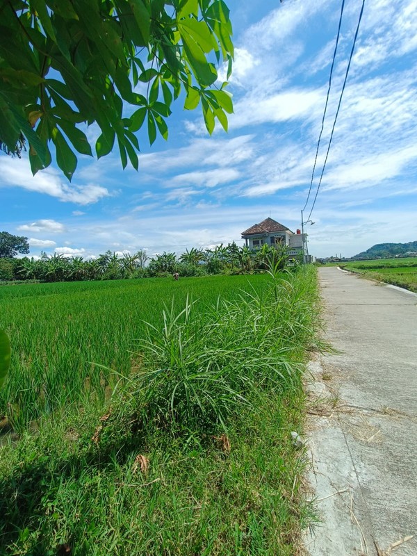 Tanah Sawah Strategis di Kebondalem Prambanan Potensi Agribisnis & Investasi Masa Depan di Madurejo, Prambanan, Sleman