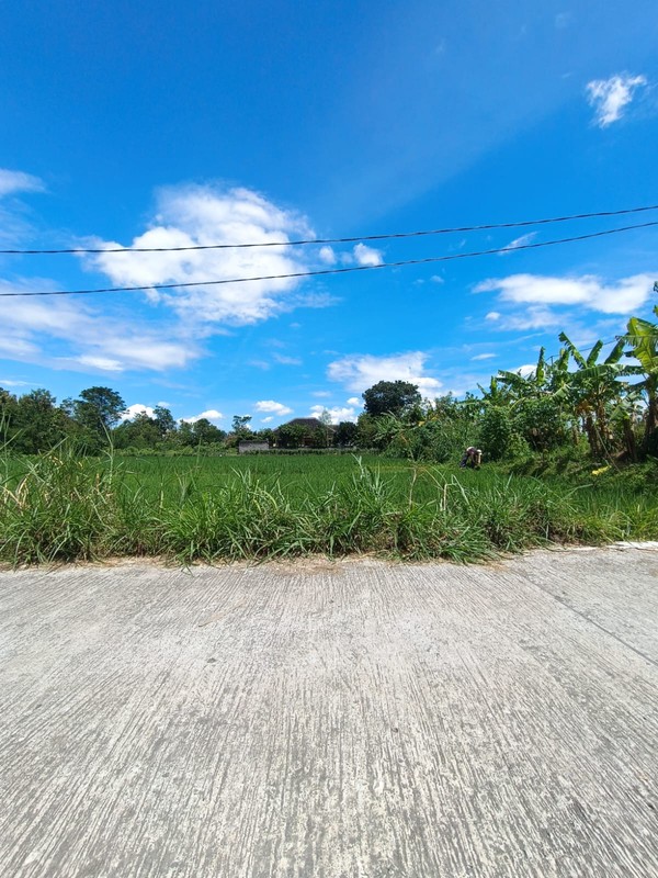 Tanah Sawah Strategis di Kebondalem Prambanan Potensi Agribisnis & Investasi Masa Depan di Madurejo, Prambanan, Sleman