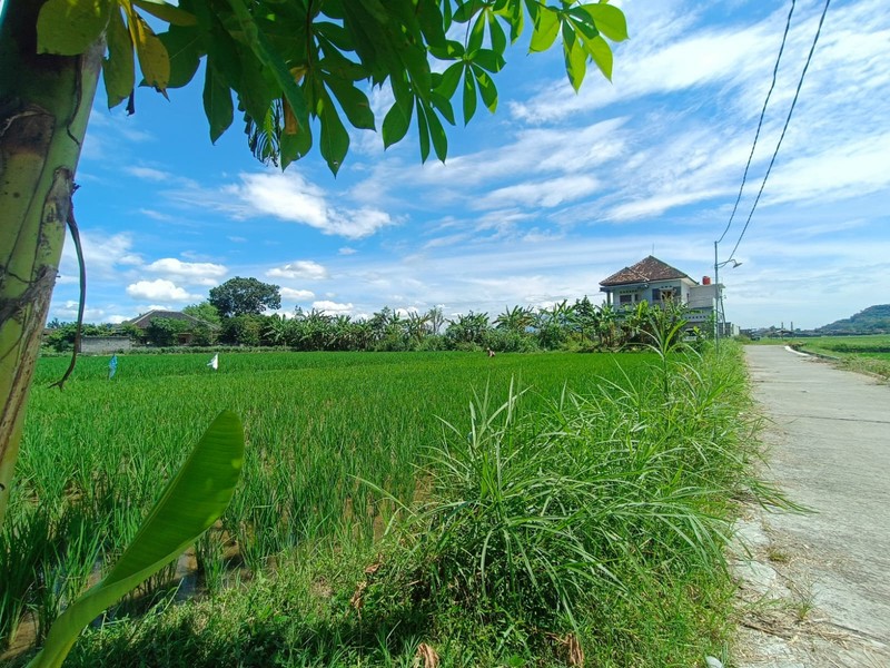 Tanah Sawah Strategis di Kebondalem Prambanan Potensi Agribisnis & Investasi Masa Depan di Madurejo, Prambanan, Sleman