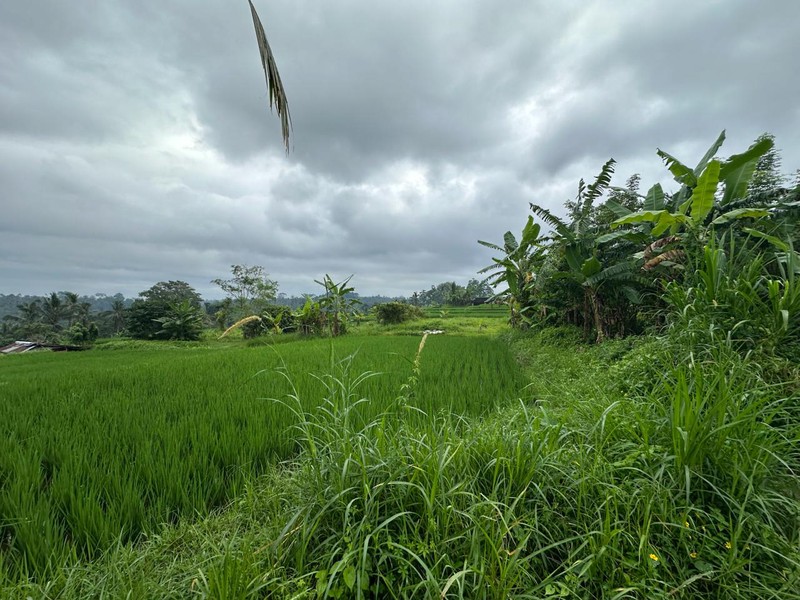 Prime Land in Tegalalang - Scenic Rice Fields & Mountain Views For Sale