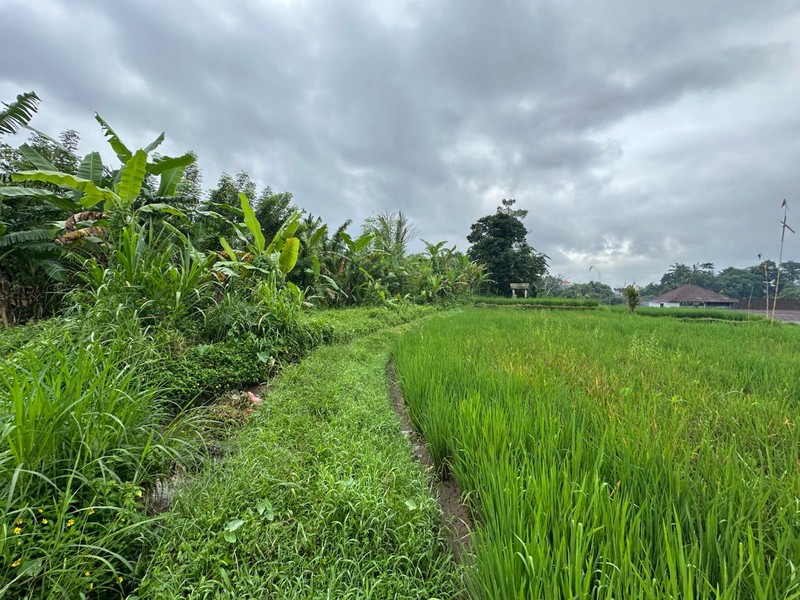 Prime Land in Tegalalang - Scenic Rice Fields & Mountain Views For Sale