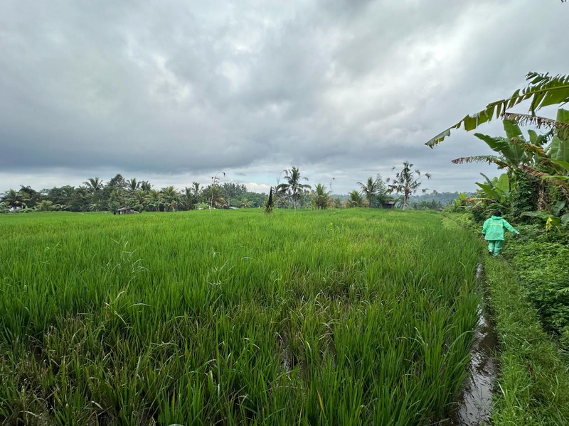 Prime Land in Tegalalang - Scenic Rice Fields & Mountain Views For Sale