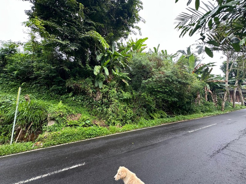 Prime Land in Tegalalang - Scenic Rice Fields & Mountain Views For Sale