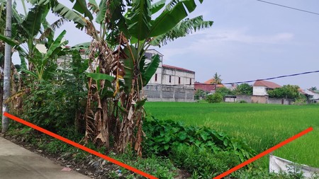Tanah Sawah Lokasi Strategis di Daerah Kasihan Bantul 