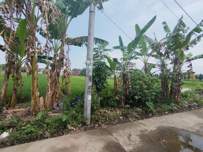 Tanah Sawah Lokasi Strategis di Daerah Kasihan Bantul 