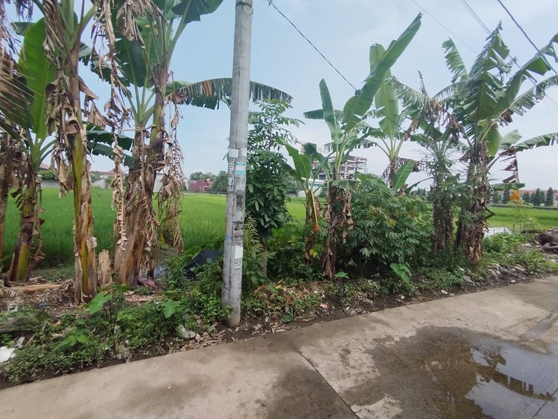 Tanah Sawah Lokasi Strategis di Daerah Kasihan Bantul 