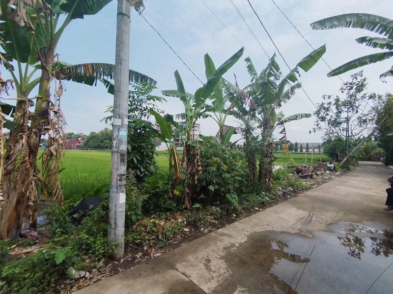Tanah Sawah Lokasi Strategis di Daerah Kasihan Bantul 