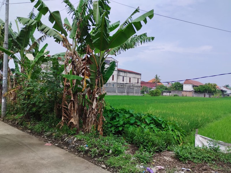 Tanah Sawah Lokasi Strategis di Daerah Kasihan Bantul 