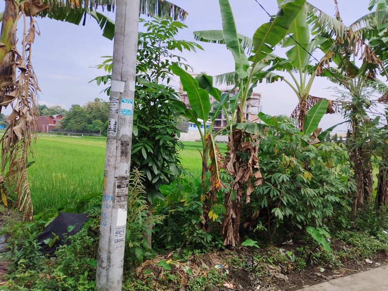 Tanah Sawah Lokasi Strategis di Daerah Kasihan Bantul 