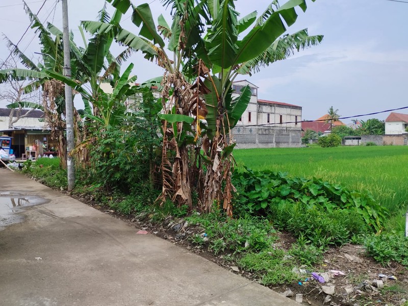 Tanah Sawah Lokasi Strategis di Daerah Kasihan Bantul 