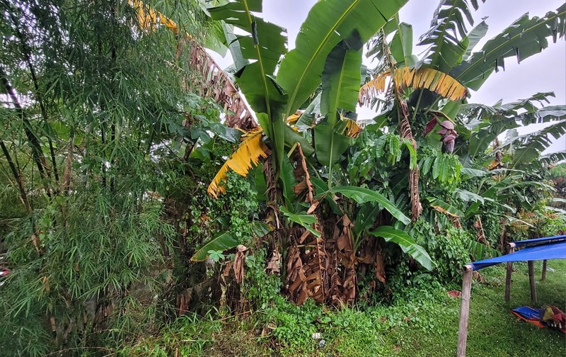 Kesempatan Investasi Tanah Sawah 969 Meter Persegi Strategis di Tepi Jalan Selokan Mataram, Sinduadi, Sleman