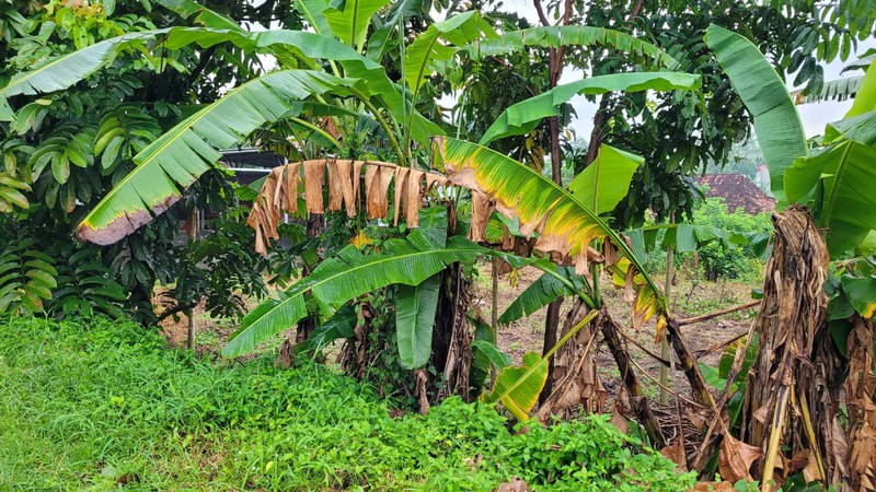 Kesempatan Investasi Tanah Sawah 969 Meter Persegi Strategis di Tepi Jalan Selokan Mataram, Sinduadi, Sleman