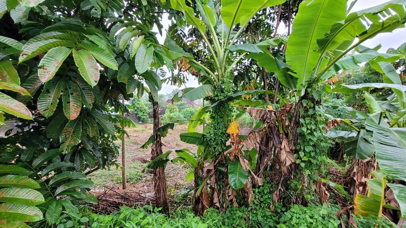 Kesempatan Investasi Tanah Sawah 969 Meter Persegi Strategis di Tepi Jalan Selokan Mataram, Sinduadi, Sleman