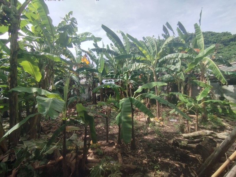 Tanah Pekarangan Premium di Prambanan Klaten - Siap Bangun