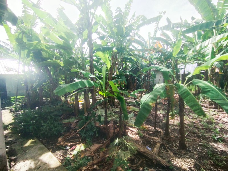 Tanah Pekarangan Premium di Prambanan Klaten - Siap Bangun