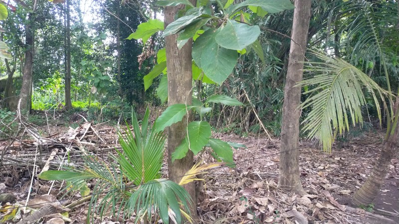 Dijual Tanah Strategis & Luas 845 Meter Persegi di Poncosari, Bantul