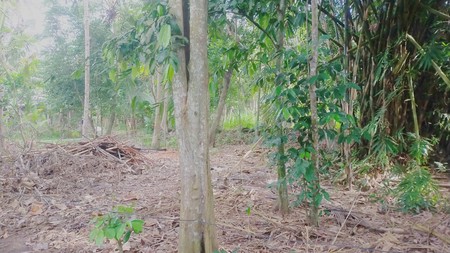 Dijual Tanah Strategis & Luas 845 Meter Persegi di Poncosari, Bantul