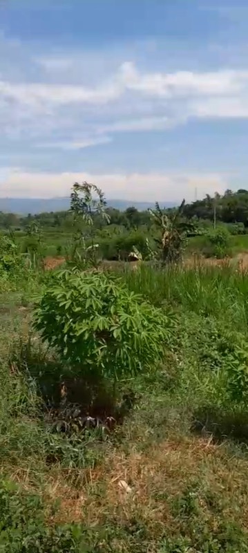 Dijual Tanah 4202 Meter Persegi di Jalur Utama Jl. Nasional III Wates Lokasi Strategis, Pengasih, Kulon Progo