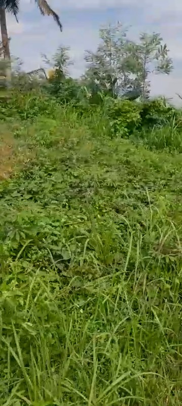 Dijual Tanah 4202 Meter Persegi di Jalur Utama Jl. Nasional III Wates Lokasi Strategis, Pengasih, Kulon Progo