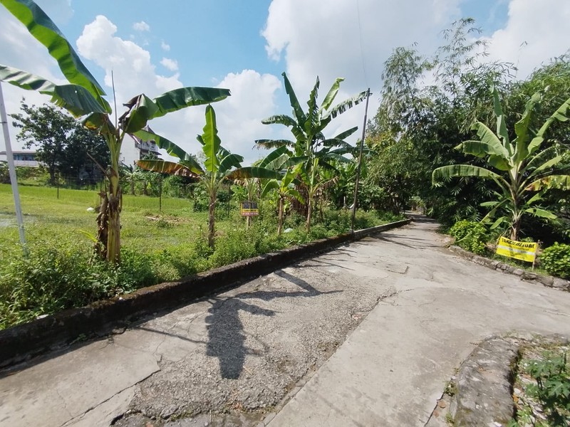 Tanah Sawah Luas 356 Meter Persegi Lokasi Strategis di Daerah Kasihan Bantul 