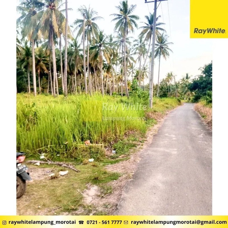 Dijual Tanah Bonus Bangunan di Punduh Pidada, Pesawaran Lampung