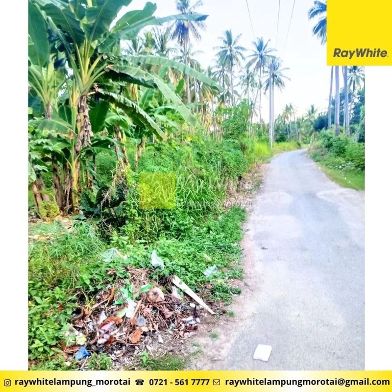 Dijual Tanah Bonus Bangunan di Punduh Pidada, Pesawaran Lampung