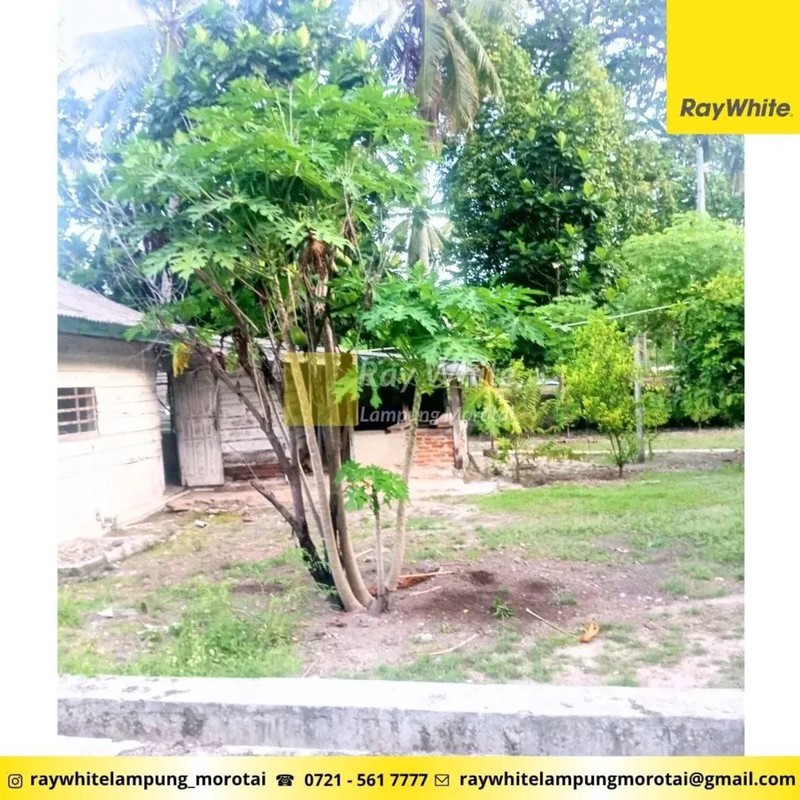 Dijual Tanah Bonus Bangunan di Punduh Pidada, Pesawaran Lampung