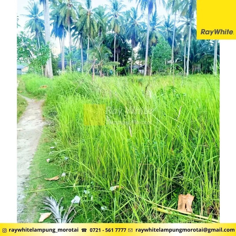 Dijual Tanah Bonus Bangunan di Punduh Pidada, Pesawaran Lampung